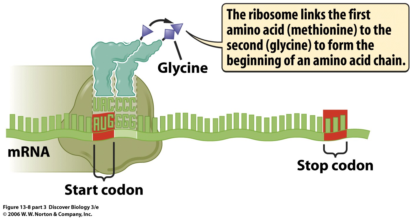 Translation Labelled Diagram